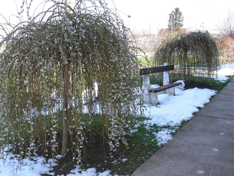 Ива Козья Пендула