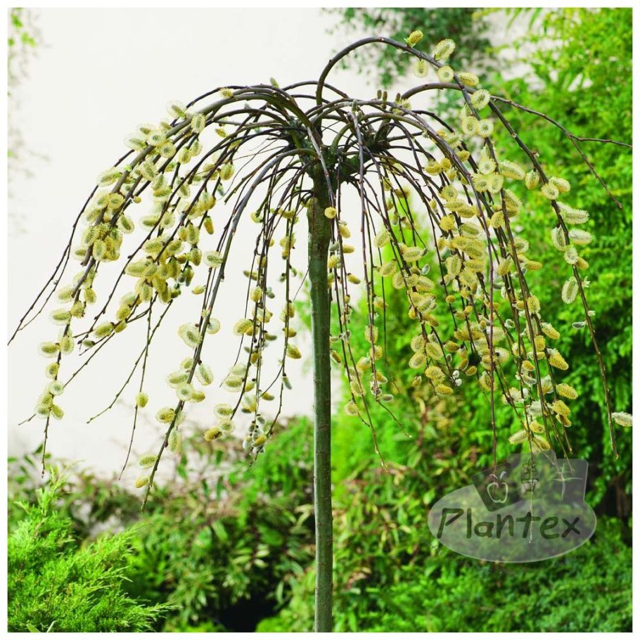 Ива Пендула на штамбе