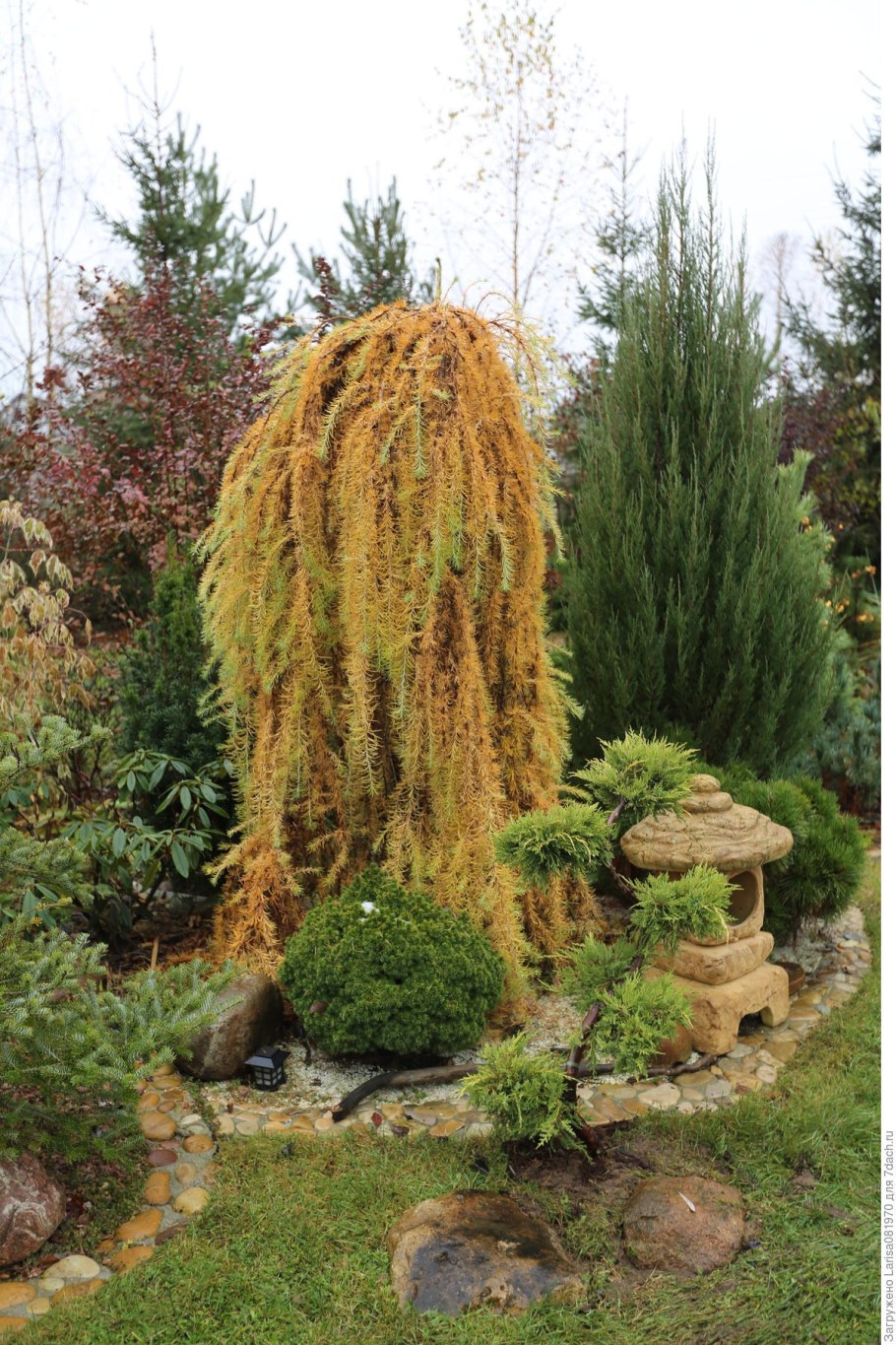 Лиственница плакучая Пендула