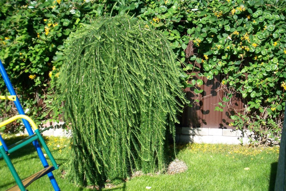 Лиственница европейская Пендула pendula