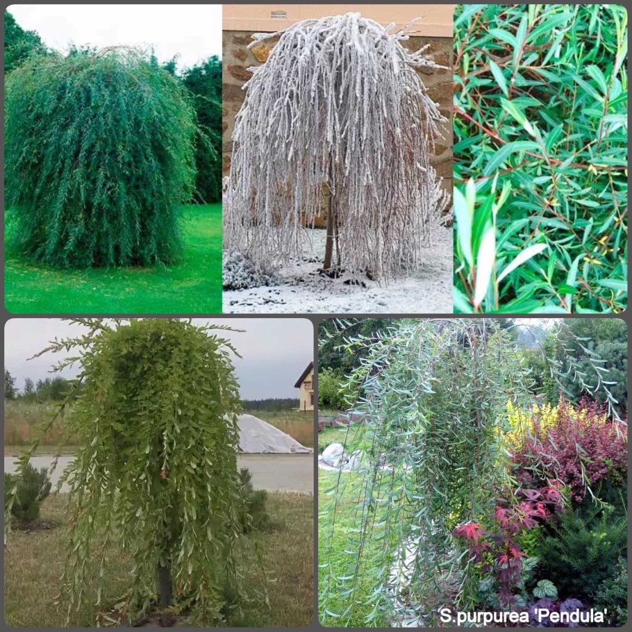 Ива пурпурная Пендула (штамб)