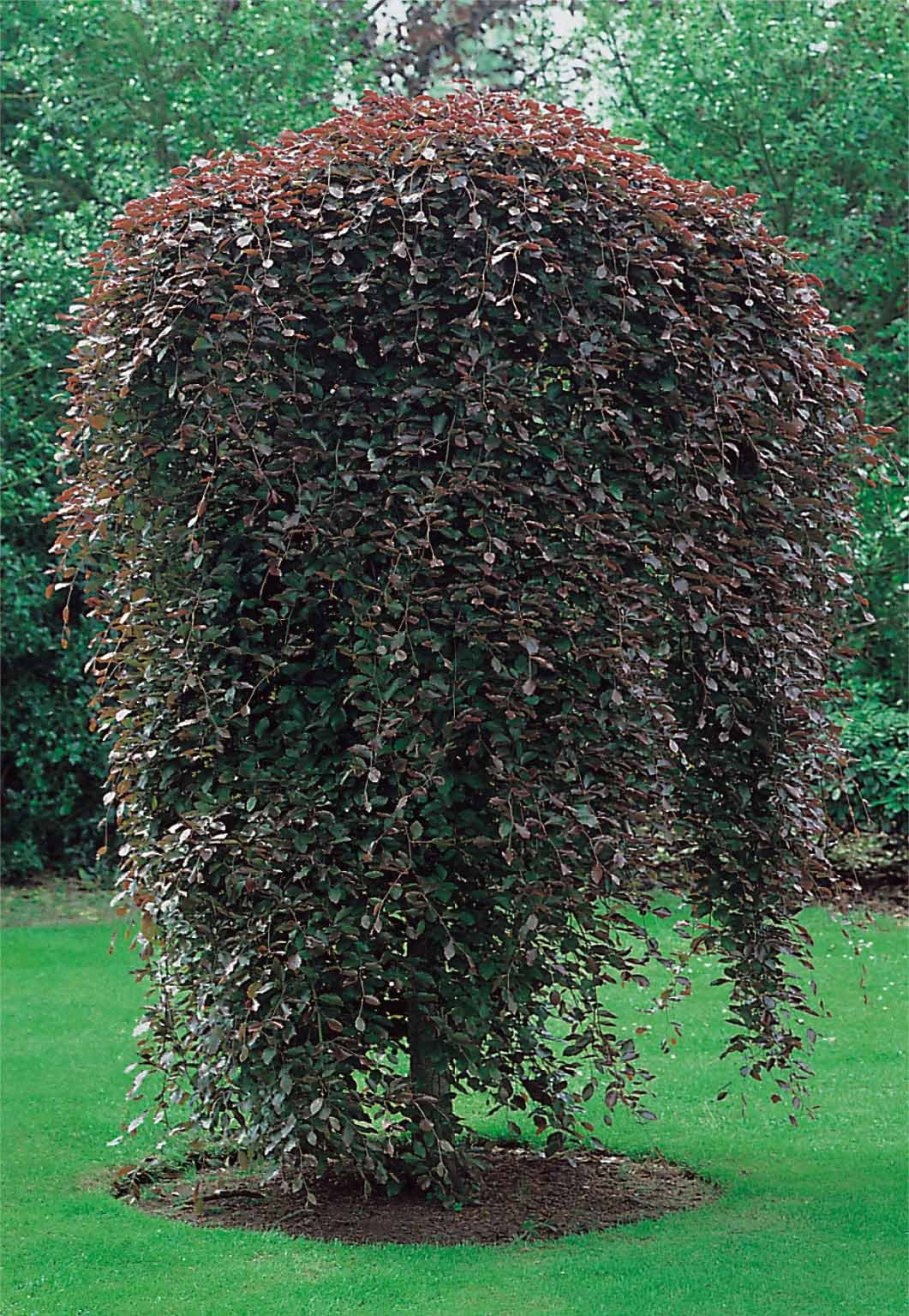 Ива Пендула на штамбе