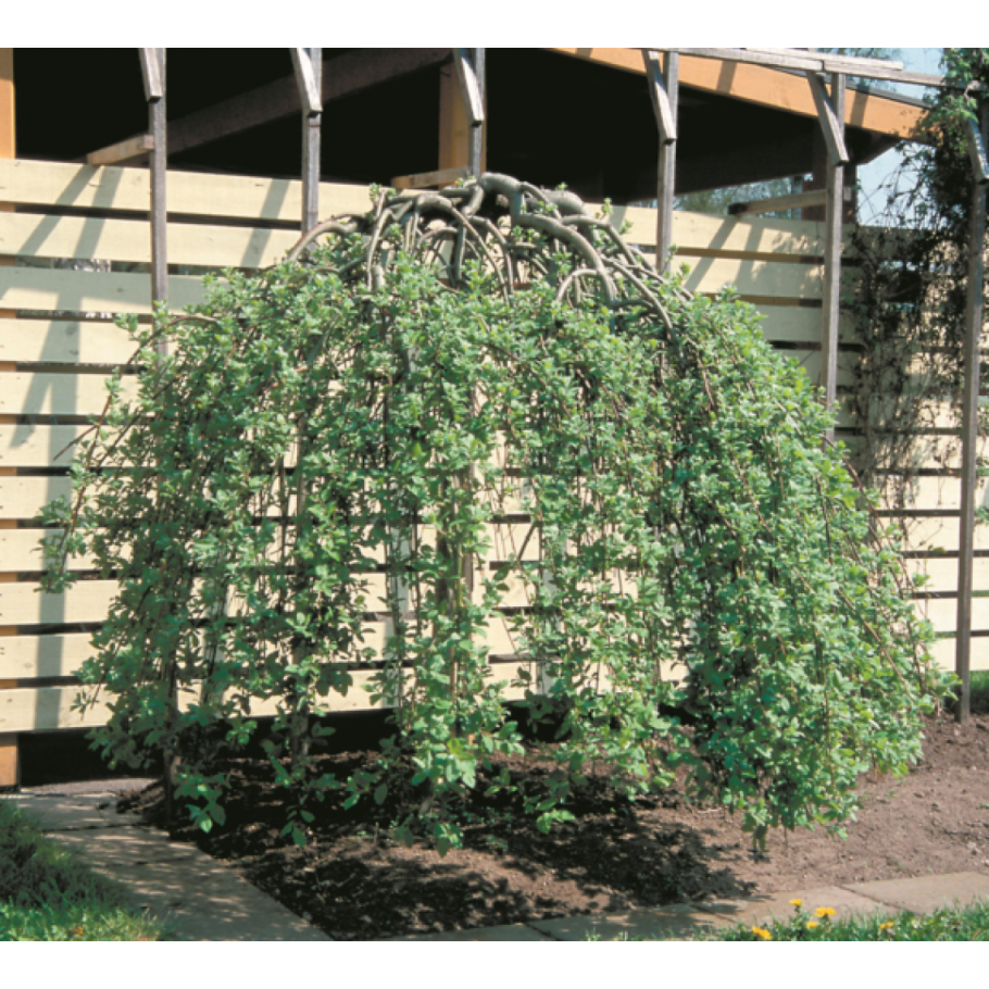 Ива Козья Пендула Килмарнок