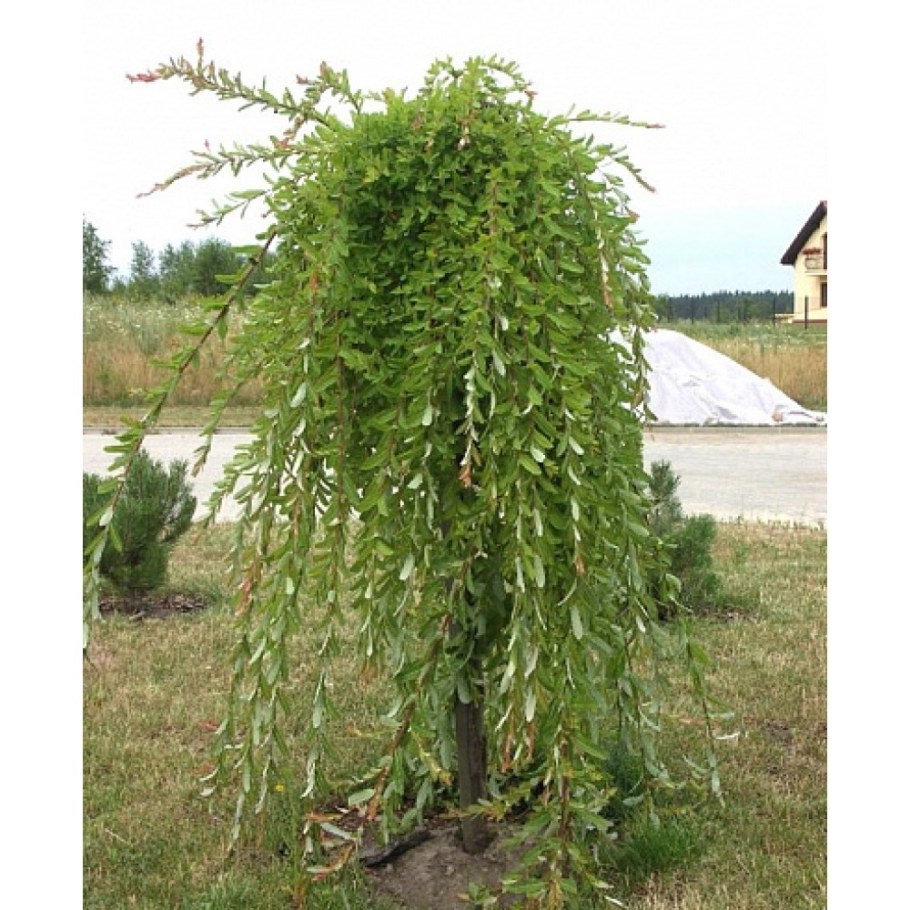 Ива пурпурная pendula (Пендула)