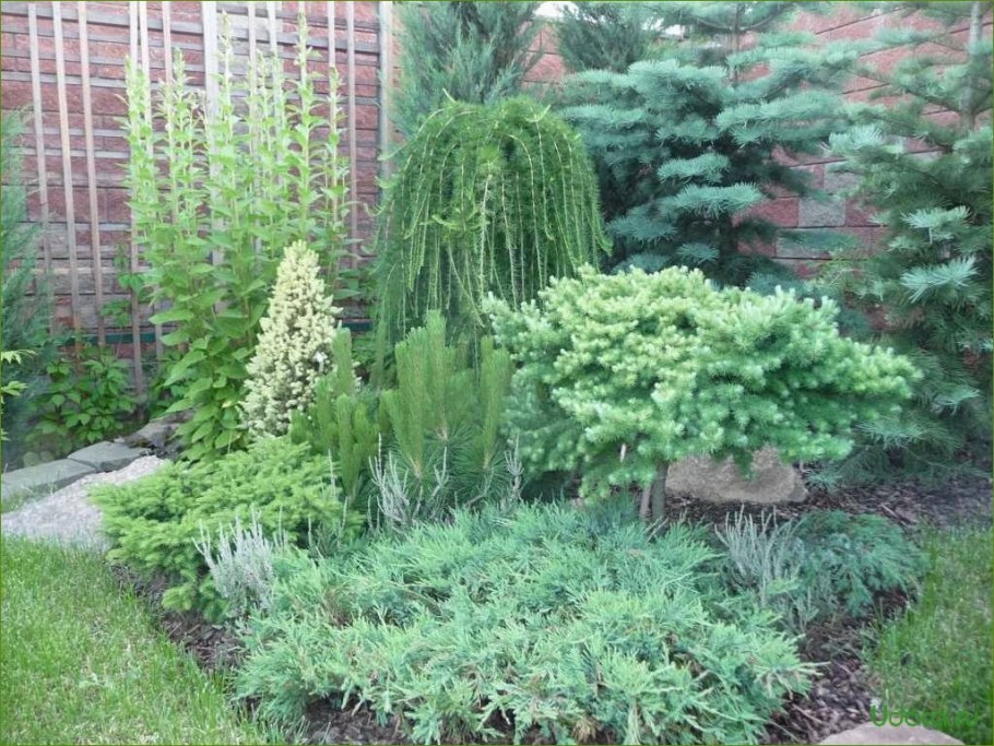 Larix kaempferi (лиственница японская) 'Blue Dwarf'