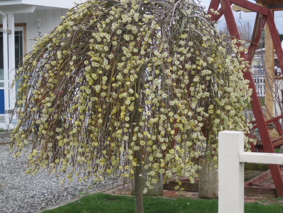 Ива Козья Пендула "pendula"