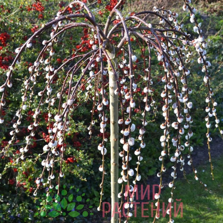 Ива Козья Пендула Килмарнок