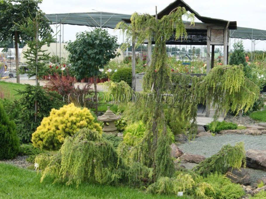 Можжевельник Хорстманн