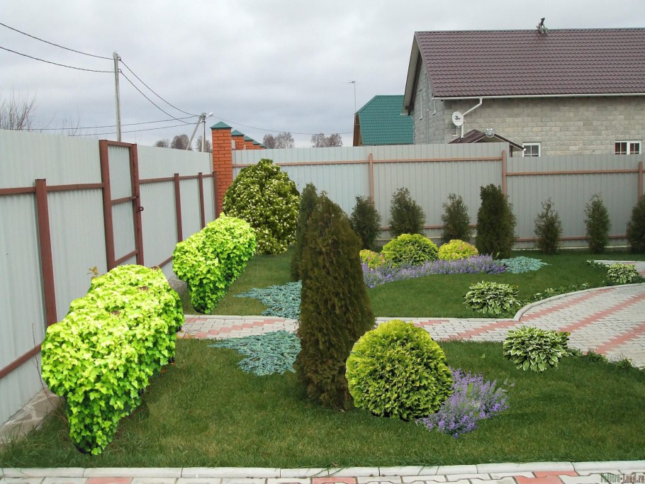 Туя Смарагд и Даника в ландшафте