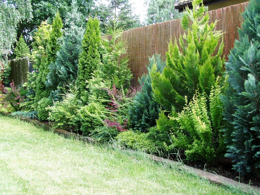 Можжевельник Стрикта Живая изгородь