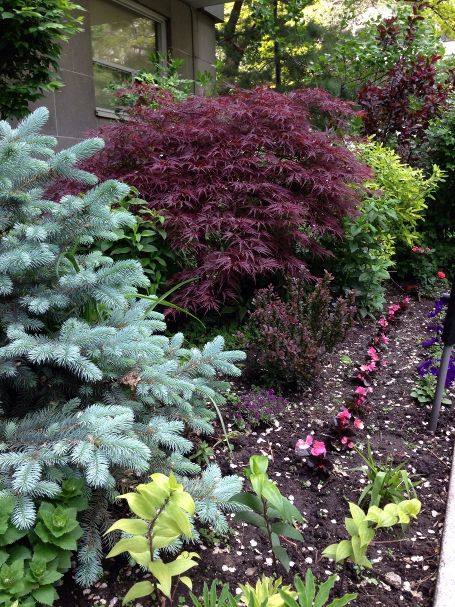 Туя Глаука Глобоза