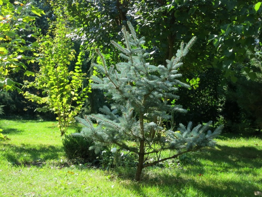 Ель колючая Хупси