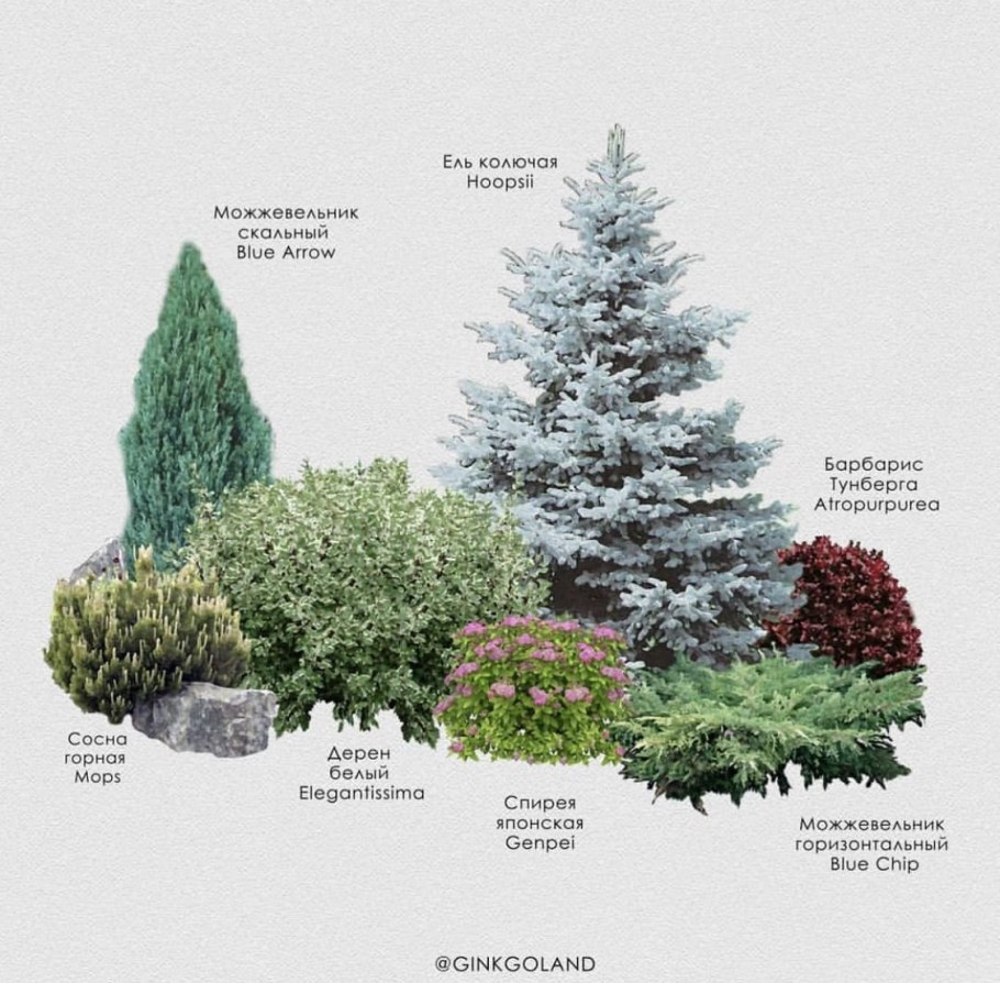 Цветник с можжевельником Блю Эрроу