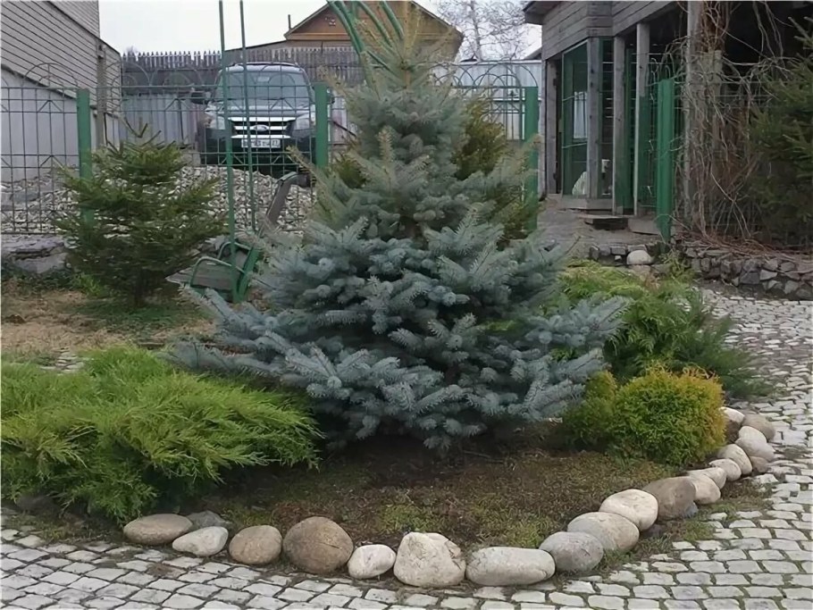 Ель Глаука Глобоза