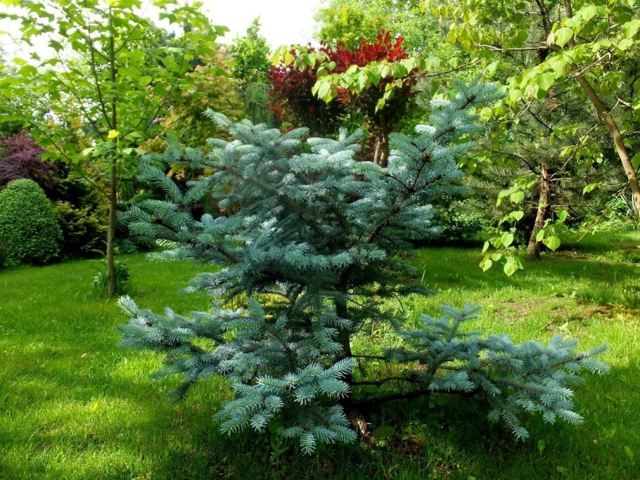 Ель колючая Хупси