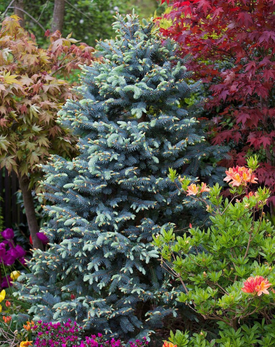 Ель колючая Хупси