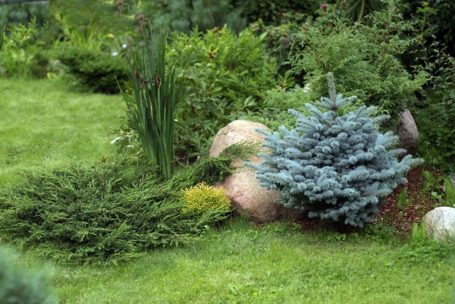 Ель голубая Глаука Глобоза