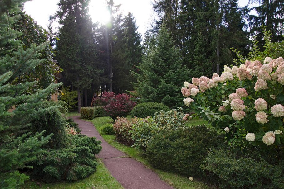 Гортензия с хвойниками в ландшафтном