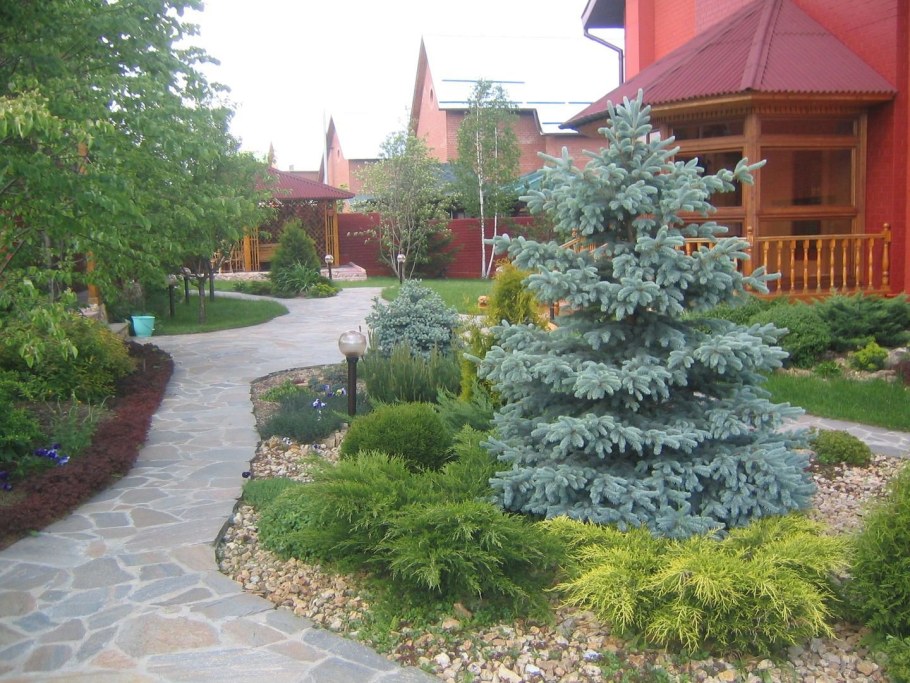 Ель голубая Томпа