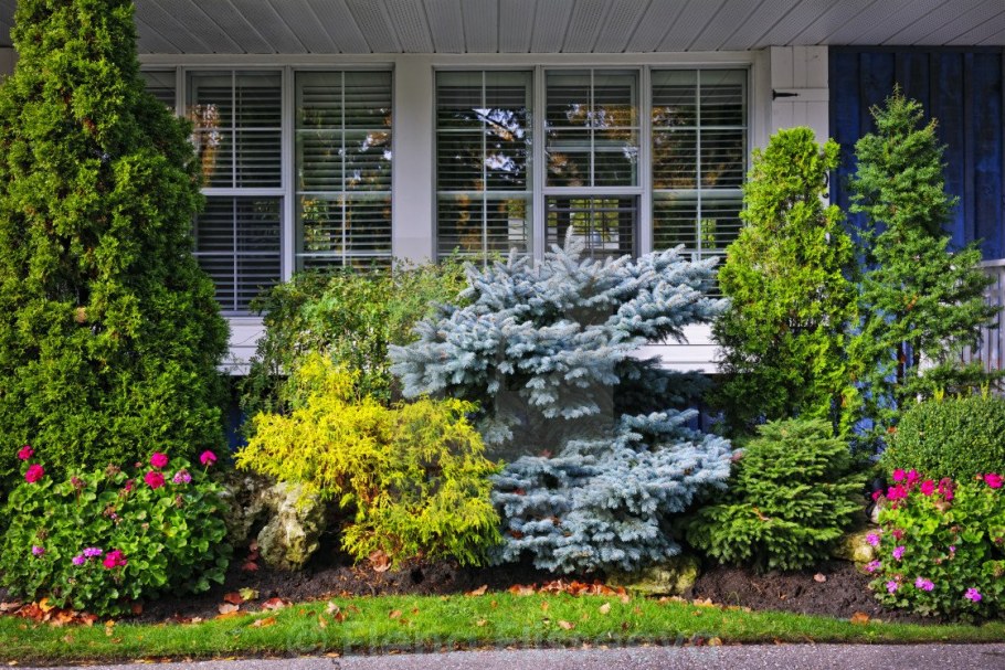 Ель Глаука Глобоза Живая изгородь