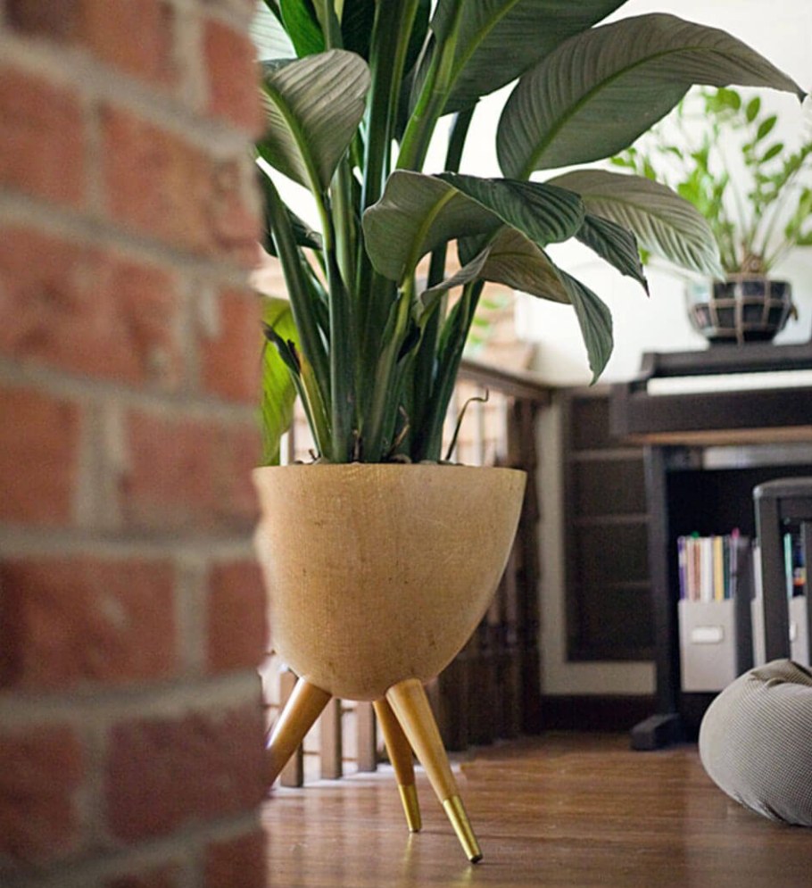 Спатифиллум сенсейшен