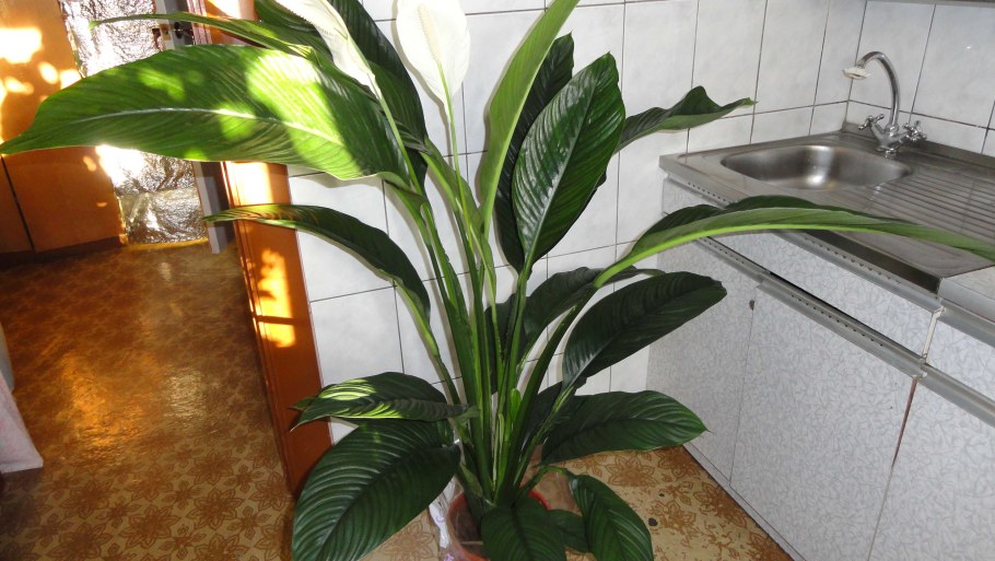 Спатифиллум сорт сенсация