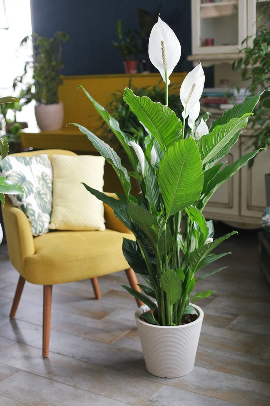 Спатифиллум Королевский