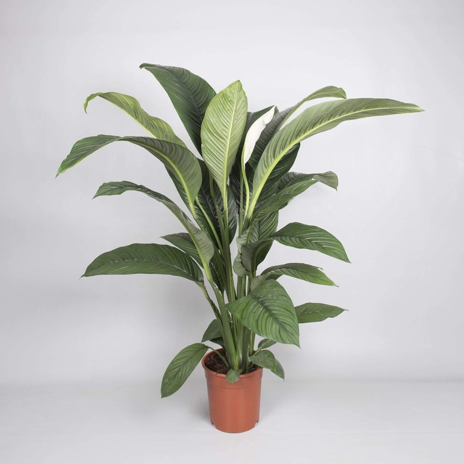 Спатифиллум Свит Лауретта