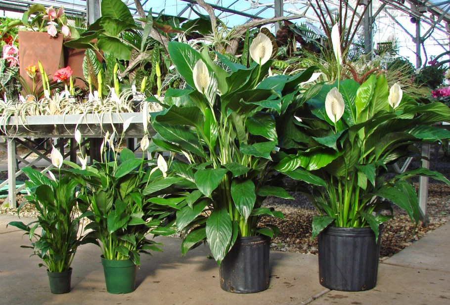 Спатифиллум сенсация