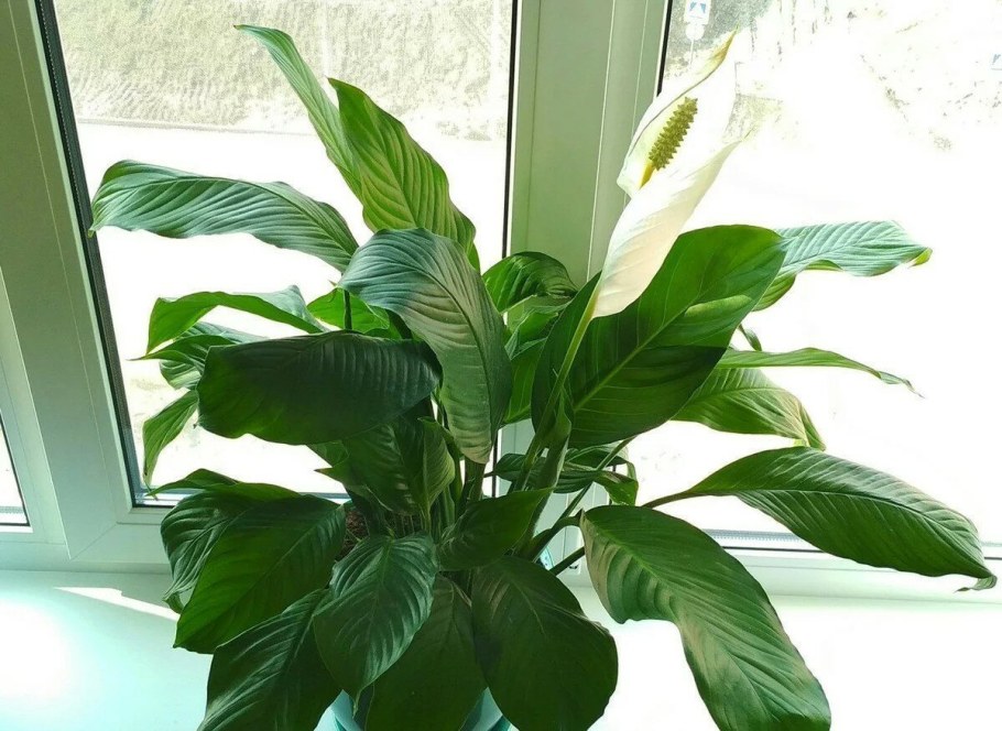Спатифиллум геликониелистный