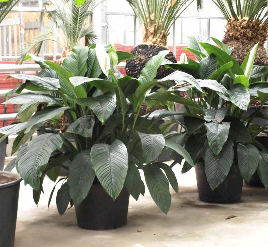 Спатифиллум гигант