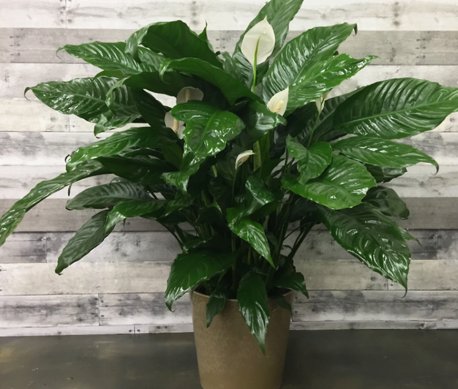 Спатифиллум Дженни