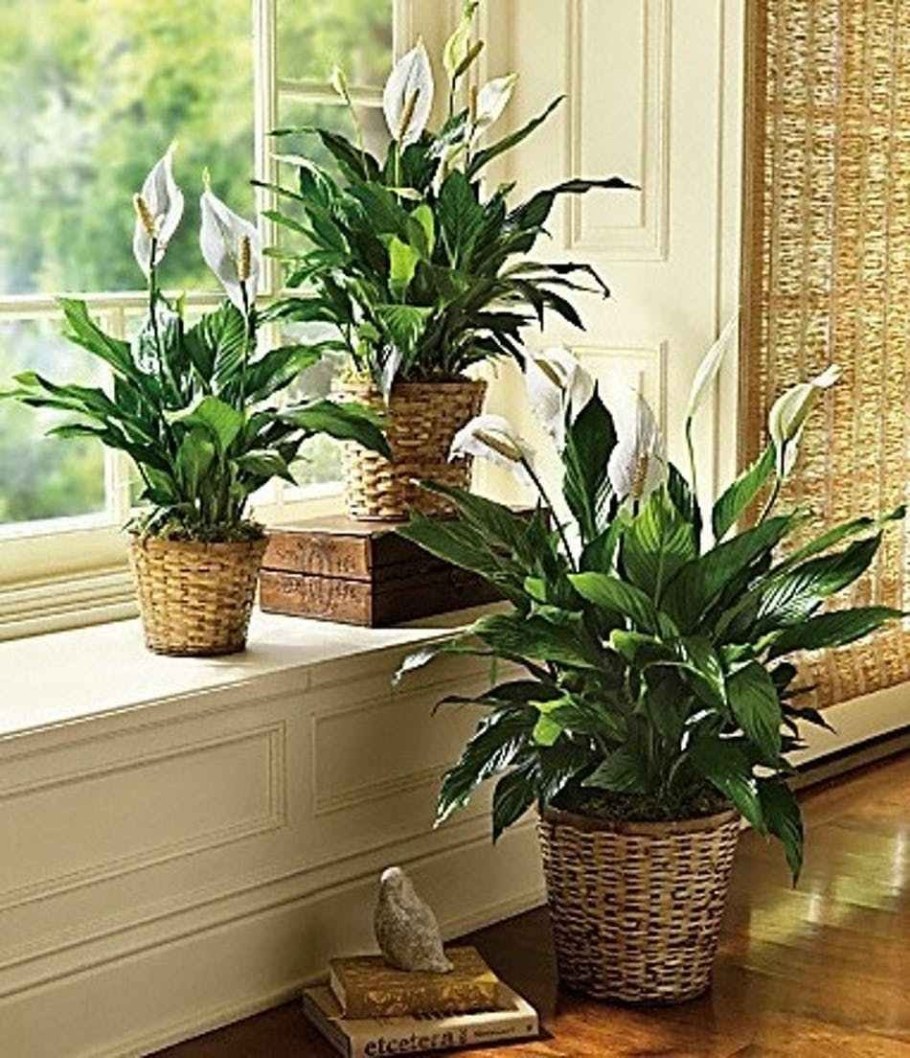 Спатифиллум в интерьере