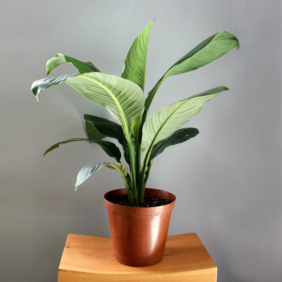 Растение спатифиллум сенсация