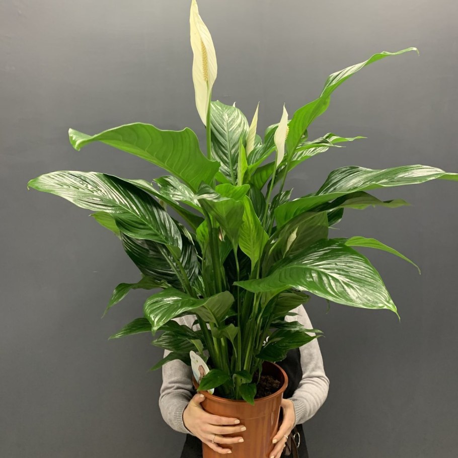 Спатифиллум Ларго