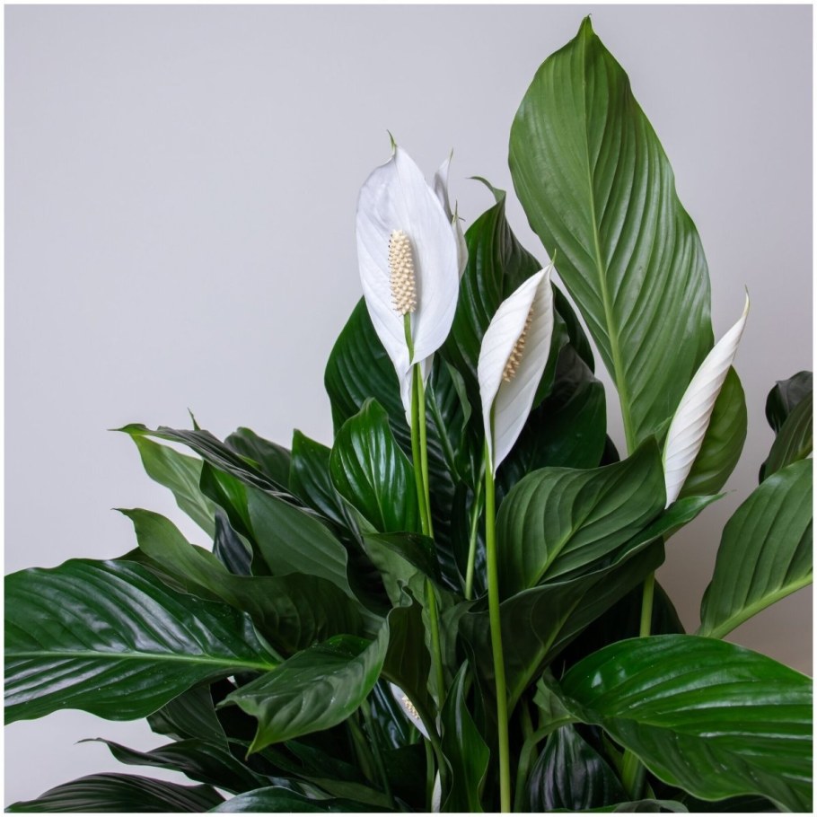 Спатифиллум Купидо