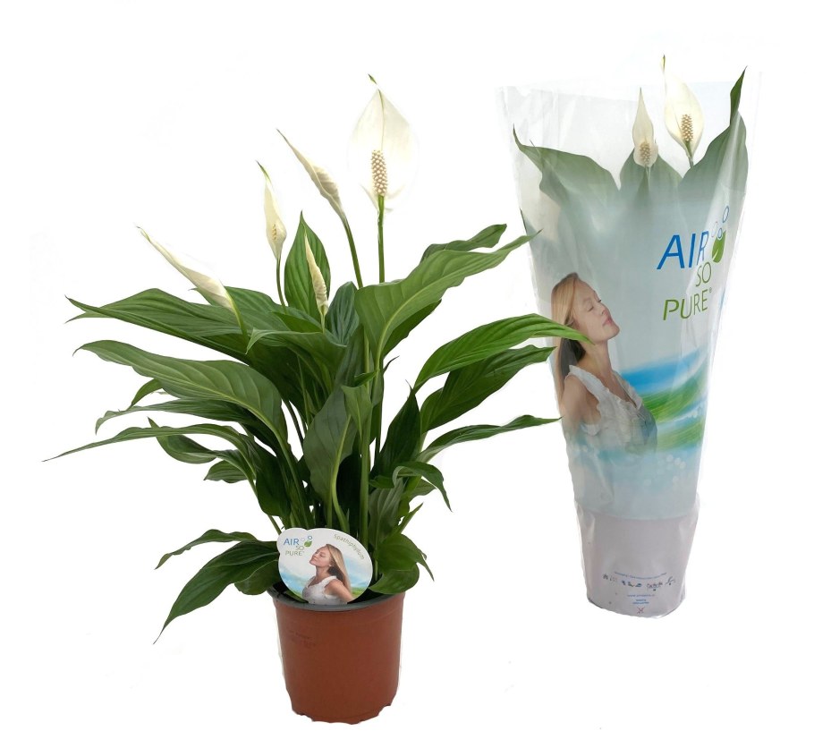 Спатифиллум Свит Сильвио