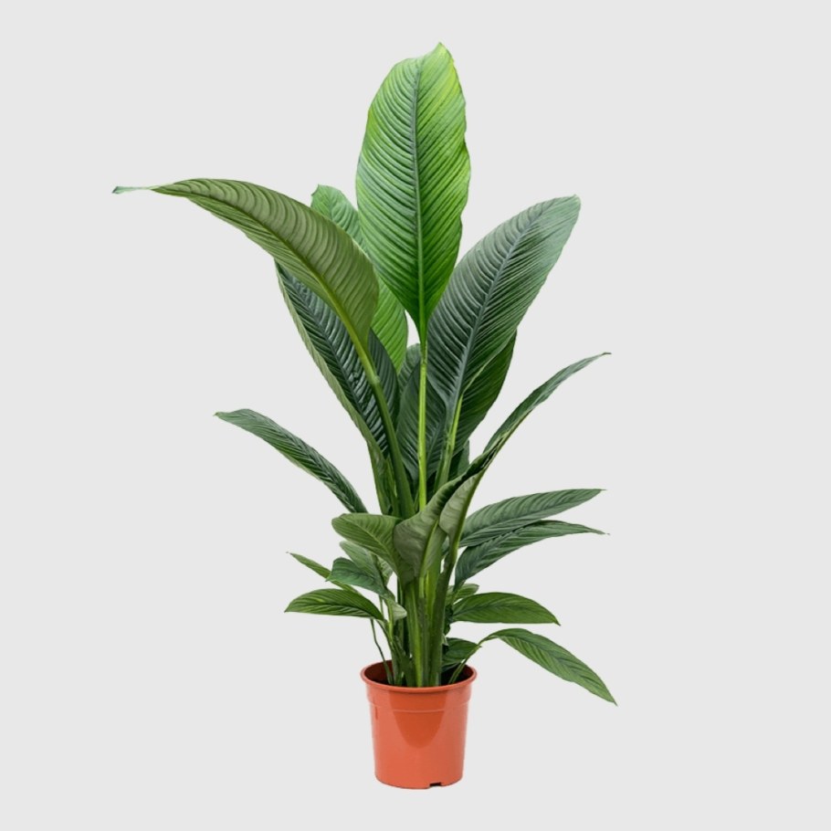 Спатифиллум сенсатион