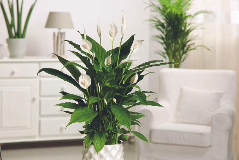 Спатифиллум Уоллиса