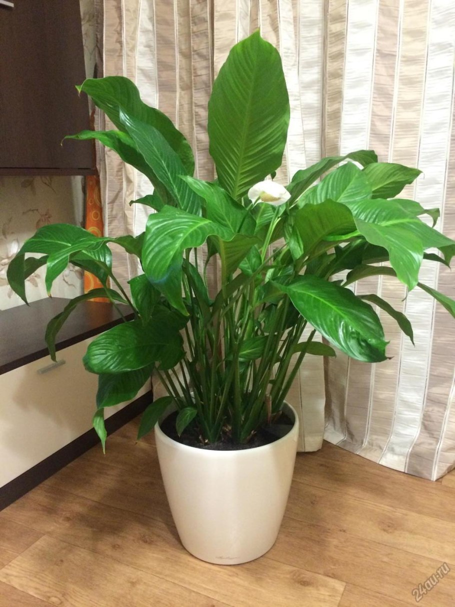 Спатифиллум геликониелистный