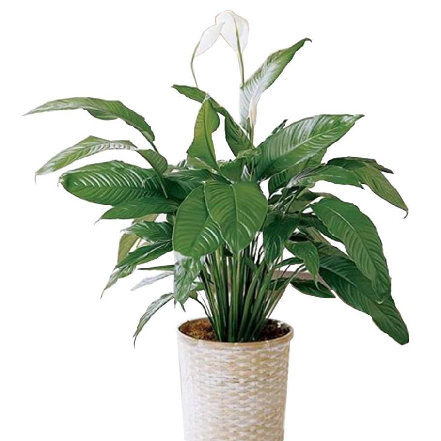 Спатифиллум Корто