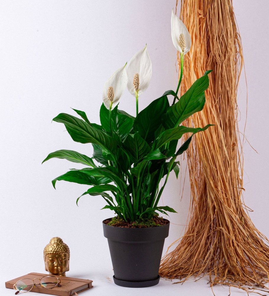 Спатифиллум 17 65-70