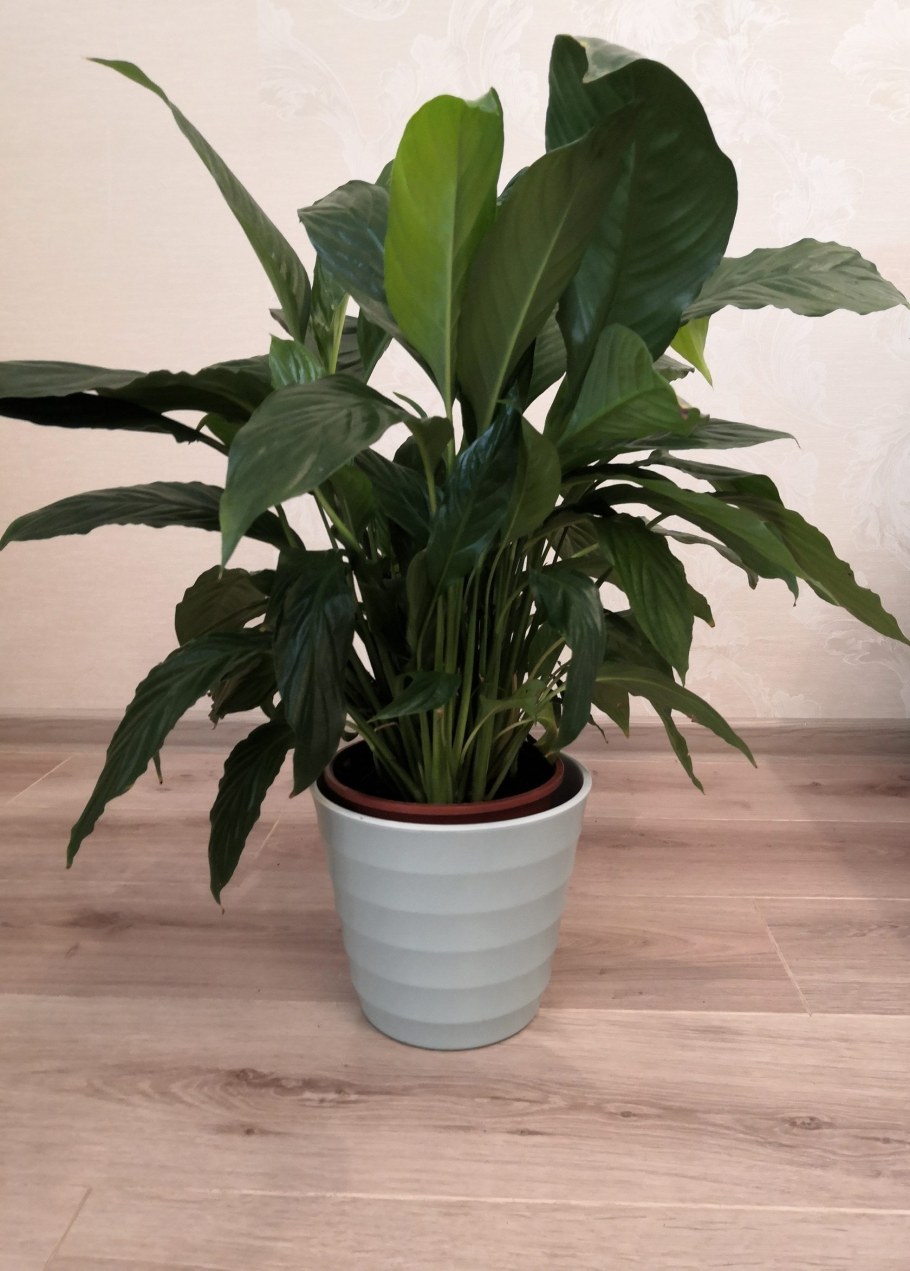 Спатифиллум сенсация