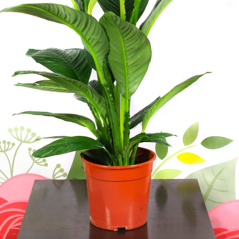 Спатифиллум сорт сенсация