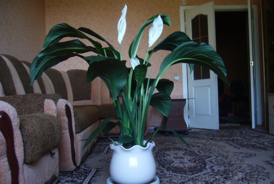 Спатифиллум сенсация (сенсейшен)