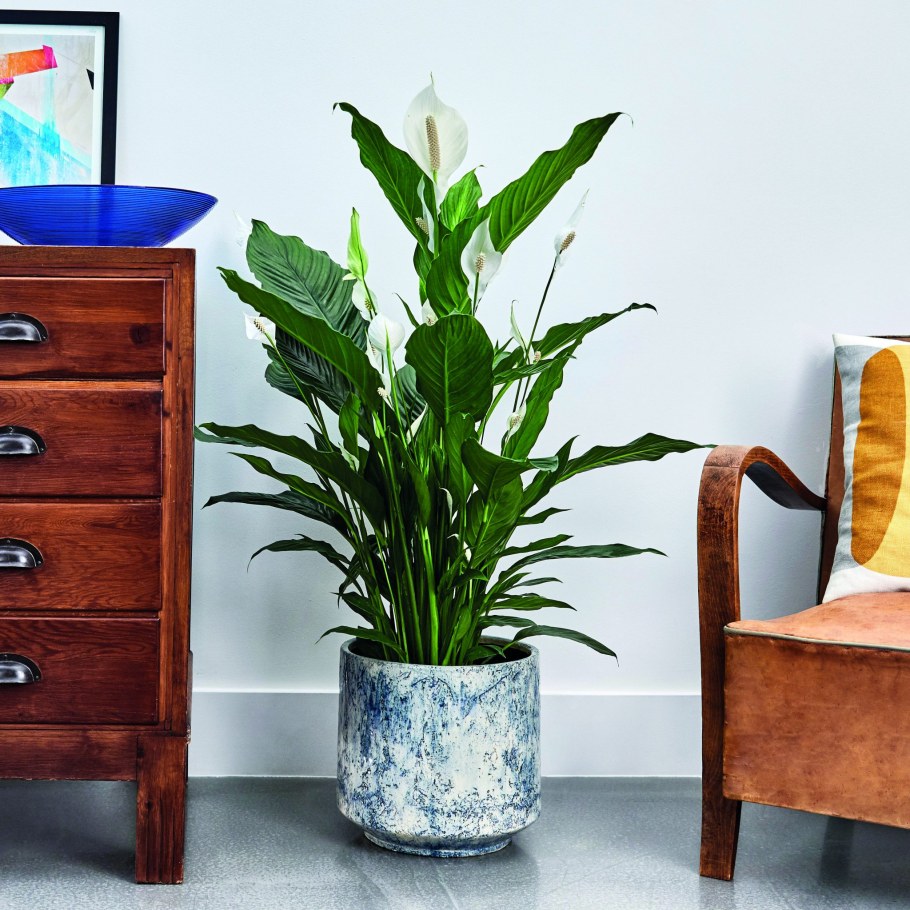 Спатифиллум Свит Себастьян