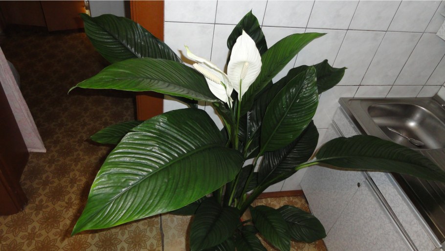 Спатифиллум сенсейшен