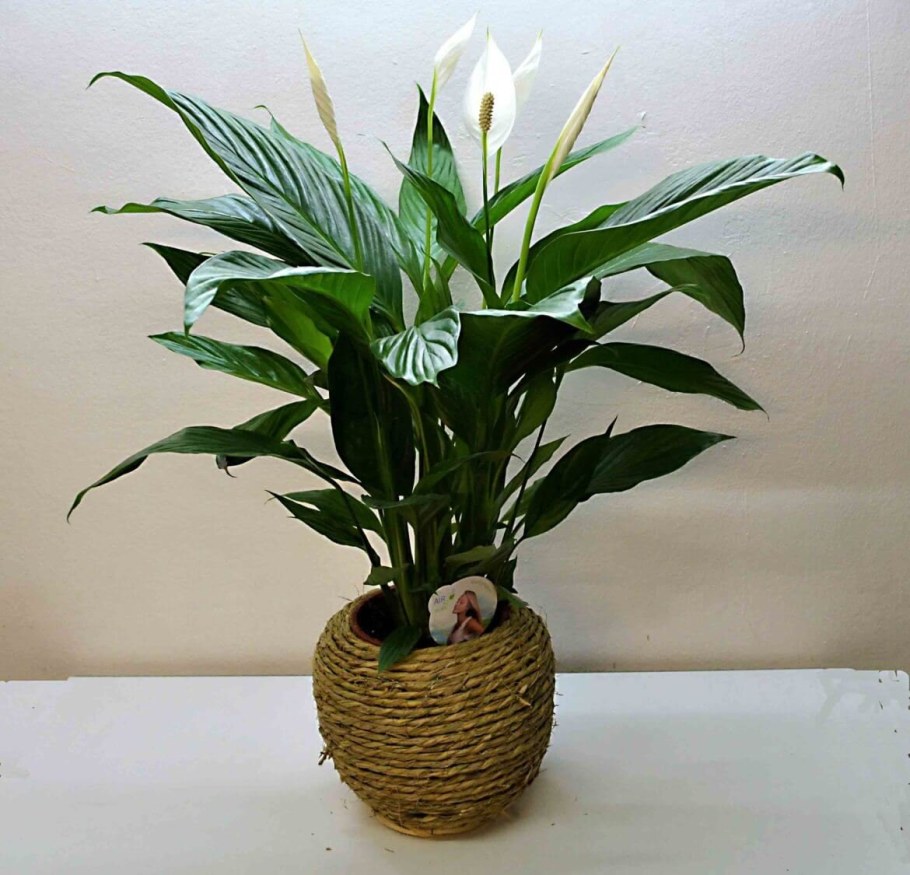 Спатифиллум Канна