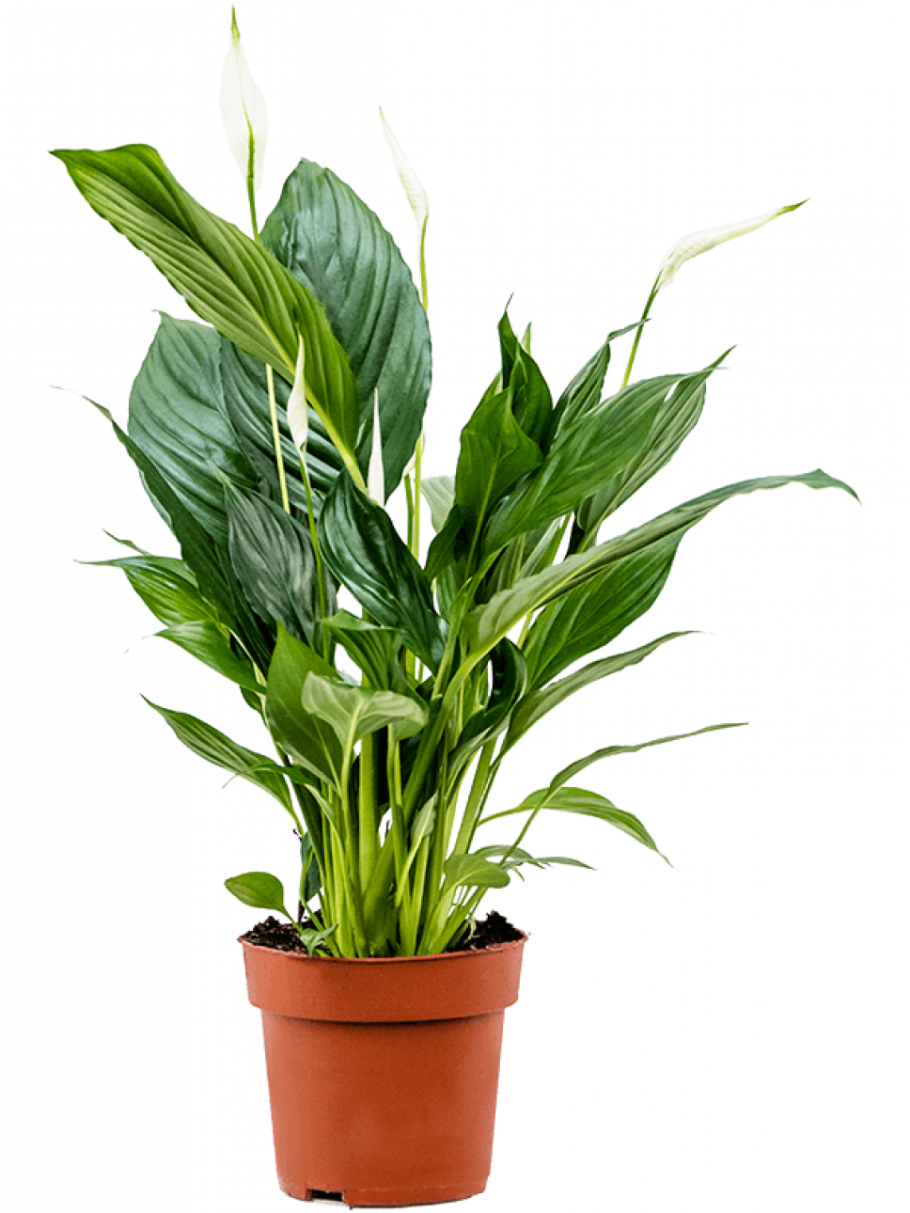 Спатифиллум Альба