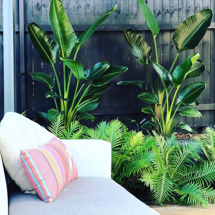 Спатифиллум сенсация фото